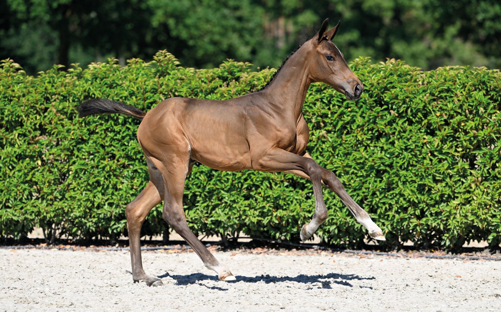 CHA CHA VAN WW Z Daughter of Shane Sweetnam s 1m60 jumping